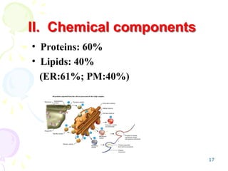 17
II. Chemical components
• Proteins: 60%
• Lipids: 40%
(ER:61%; PM:40%)
 