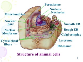 2
Peroxisome
Nucleus
Nucleolus
Rough ER
Smooth ER
Golgi complex
Lysosome
Cytoskeletal
fibers
Nuclear
pore
Mitochondrion
Structure of animal cells
Nuclear
Membrane
Ribosome
 