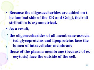 22
• Because the oligosaccharides are added on t
he luminal side of the ER and Golgi, their di
stribution is asymmetrical.
• As a result,
the oligosaccharides of all membrane-associa
ted glycoproteins and lipoproteins face the
lumen of intracellular membrane
those of the plasma membrane (because of ex
ocytosis) face the outside of the cell.
 