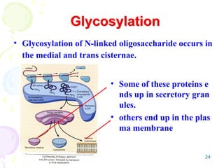 24
• Glycosylation of N-linked oligosaccharide occurs in
the medial and trans cisternae.
Glycosylation
• Some of these proteins e
nds up in secretory gran
ules.
• others end up in the plas
ma membrane
 