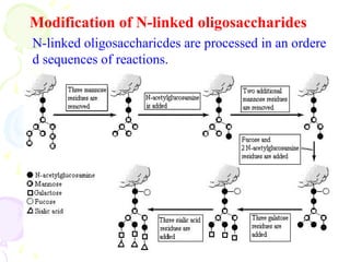 29
Modification of N-linked oligosaccharides
N-linked oligosaccharicdes are processed in an ordere
d sequences of reactions.
 