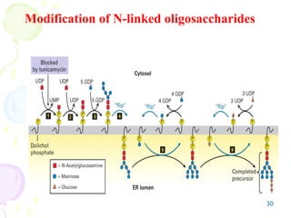 30
Modification of N-linked oligosaccharides
 