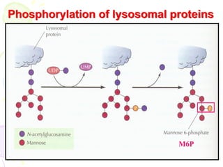 32
Phosphorylation of lysosomal proteins
M6P
 