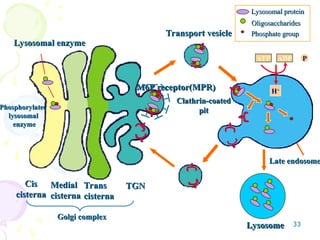 33
Lysosomal enzyme
Lysosomal enzyme
Phosphorylated
Phosphorylated
lysosomal
lysosomal
enzyme
enzyme
Medial
Medial
cisterna
cisterna
Trans
Trans
cisterna
cisterna
TGN
TGN
Lysosome
Lysosome
Late endosome
Late endosome
Oligosaccharides
Oligosaccharides
Phosphate group
Phosphate group
Lysosomal protein
Lysosomal protein
Transport vesicle
Transport vesicle
ATP ADP P
+
H+
Cis
Cis
cisterna
cisterna
H+
Golgi complex
Golgi complex
M6P receptor(MPR)
M6P receptor(MPR)
Clathrin-coated
Clathrin-coated
pit
pit
 