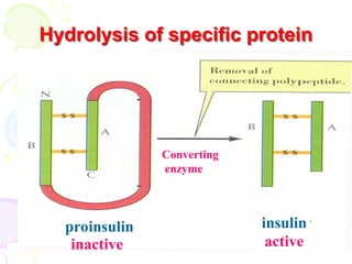 34
Hydrolysis of specific protein
Converting
enzyme
active
proinsulin insulin
inactive
 