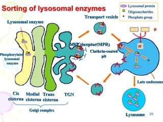 38
Lysosomal enzyme
Lysosomal enzyme
Phosphorylated
Phosphorylated
lysosomal
lysosomal
enzyme
enzyme
Medial
Medial
cisterna
cisterna
Trans
Trans
cisterna
cisterna
TGN
TGN
Lysosome
Lysosome
Late endosome
Late endosome
Oligosaccharides
Oligosaccharides
Phosphate group
Phosphate group
Lysosomal protein
Lysosomal protein
Transport vesicle
Transport vesicle
ATP ADP P
+
H+
Cis
Cis
cisterna
cisterna
H+
Golgi complex
Golgi complex
M6P receptor(MPR)
M6P receptor(MPR)
Clathrin-coated
Clathrin-coated
pit
pit
Sorting of lysosomal enzymes
 