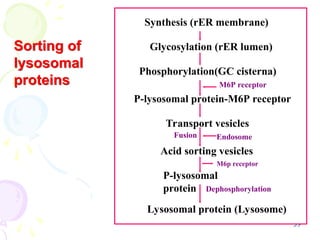 39
Sorting of
lysosomal
proteins Budding off
Synthesis (rER membrane)
Glycosylation (rER lumen)
Phosphorylation(GC cisterna)
M6P receptor
P-lysosomal protein-M6P receptor
Transport vesicles
Endosome
Acid sorting vesicles
M6p receptor
P-lysosomal
protein Dephosphorylation
Lysosomal protein (Lysosome)
Fusion
 