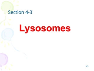 45
Lysosomes
Section 4-3
 