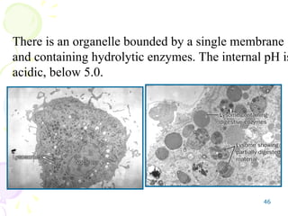 46
There is an organelle bounded by a single membrane
and containing hydrolytic enzymes. The internal pH is
acidic, below 5.0.
 