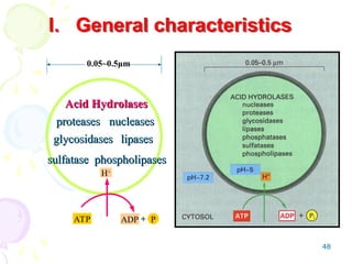 48
proteases
proteases nucleases
nucleases
glycosidases
glycosidases lipases
lipases
Acid Hydrolases
Acid Hydrolases
sulfatase
sulfatase phospholipases
phospholipases
ATP
H+
P
+
ADP
0.05~0.5μm
I. General characteristics
 