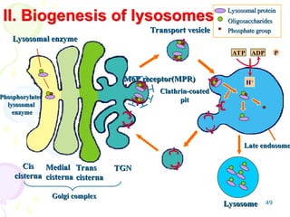 49
Lysosomal enzyme
Lysosomal enzyme
Phosphorylated
Phosphorylated
lysosomal
lysosomal
enzyme
enzyme
Medial
Medial
cisterna
cisterna
Trans
Trans
cisterna
cisterna
TGN
TGN
Lysosome
Lysosome
Late endosome
Late endosome
Oligosaccharides
Oligosaccharides
Phosphate group
Phosphate group
Lysosomal protein
Lysosomal protein
Transport vesicle
Transport vesicle
ATP ADP P
+
H+
Cis
Cis
cisterna
cisterna
H+
Golgi complex
Golgi complex
M6P receptor(MPR)
M6P receptor(MPR)
Clathrin-coated
Clathrin-coated
pit
pit
II. Biogenesis of lysosomes
 