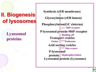50
Synthesis (rER membrane)
Glycosylation (rER lumen)
Phosphorylation(GC cisterna)
M6P receptor
P-lysosomal protein-M6P receptor
Budding off
Transport vesicles
Endosome
Acid sorting vesicles
M6p receptor
P-lysosomal
protein Dephosphorylation
Lysosomal protein (Lysosome)
Fusion
II. Biogenesis
of lysosomes
Lysosomal
proteins
 