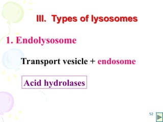 52
III. Types of lysosomes
1. Endolysosome
Transport vesicle + endosome
Acid hydrolases
 
