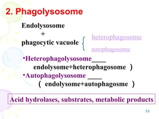 53
2. Phagolysosome
•Heterophagolysosome____
endolysome+heterophagosome ）
•Autophagolysosome ____
（ endolysome+autophagosme ）
Endolysosome
+
phagocytic vacuole
heterophagosome
autophagosome
Acid hydrolases, substrates, metabolic products
 