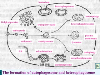54
Golgi apparatus
endocytosis
bacterium
endosome
ER mitochondrion
endolysosome
heterophagolysosome
autophagolysosome
lysosome
transport vesicle
plasma
membrane
heterophagosome
autophagosome
autophagy
heterophagy
The formation of autophagosome and heterophagosome
 