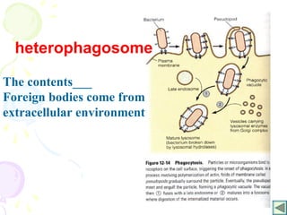 55
heterophagosome
The contents___
Foreign bodies come from
extracellular environment
 