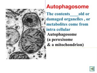 56
自噬泡
含有一个线粒体和
一个过氧化酶体。
自噬泡
自噬泡
含有一个线粒体和
含有一个线粒体和
一个过氧化酶体。
一个过氧化酶体。
The contents____old or
damaged organelles , or
metabolites come from
intra cellular
environment.
Autophagosome
(a peroxisome
& a mitochondrion)
Autophagosome
 