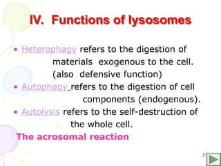 57
lV. Functions of lysosomes
• Heterophagy refers to the digestion of
materials exogenous to the cell.
(also defensive function)
• Autophagy refers to the digestion of cell
components (endogenous).
• Autolysis refers to the self-destruction of
the whole cell.
The acrosomal reaction
 