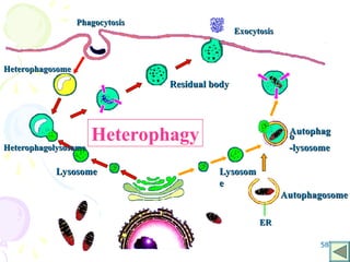 58
Lysosome
Lysosome
Autophag
Autophag
o
o
-lysosome
-lysosome
Residual body
Residual body
Phagocytosis
Phagocytosis
Exocytosis
Exocytosis
ER
ER
Heterophagosome
Heterophagosome
Lysosom
Lysosom
e
e
Autophagosome
Autophagosome
Heterophagolysosome
Heterophagolysosome
Heterophagy
 