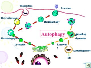 59
Lysosome
Lysosome
Autophag
Autophag
o
o
-lysosome
-lysosome
Residual body
Residual body
Phagocytosis
Phagocytosis
Exocytosis
Exocytosis
ER
ER
Heterophagosome
Heterophagosome
Lysosom
Lysosom
e
e
Autophagosome
Autophagosome
Heterophagolysosome
Heterophagolysosome
Autophagy
 