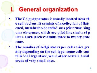 6
• The Golgi apparatus is usually located near th
e cell nucleus. It consists of a collection of flatt
ened, membrane-bounded sacs (cisternae, sing
ular cisternae), which are piled like stacks of p
lates. Each stack contains three to twenty ciste
rnae.
• The number of Golgi stacks per cell varies gre
atly depending on the cell type: some cells con
tain one large stack, while other contain hund
ereds of very small ones.
I. General organization
 