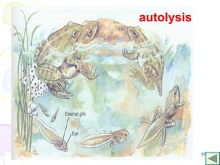 60
autolysis
 