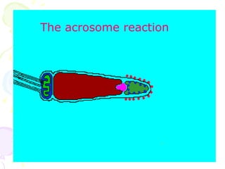 61
The acrosome reaction
 