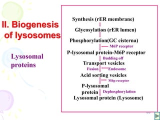 65
Synthesis (rER membrane)
Glycosylation (rER lumen)
Phosphorylation(GC cisterna)
M6P receptor
P-lysosomal protein-M6P receptor
Budding off
Transport vesicles
Endosome
Acid sorting vesicles
M6p receptor
P-lysosomal
protein Dephosphorylation
Lysosomal protein (Lysosome)
Fusion
II. Biogenesis
of lysosomes
Lysosomal
proteins
 