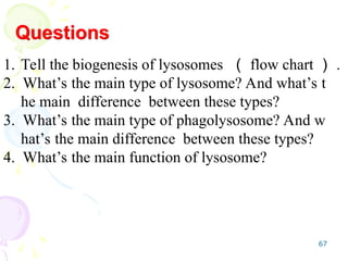 67
Questions
1. Tell the biogenesis of lysosomes （ flow chart ） .
2. What’s the main type of lysosome? And what’s t
he main difference between these types?
3. What’s the main type of phagolysosome? And w
hat’s the main difference between these types?
4. What’s the main function of lysosome?
 