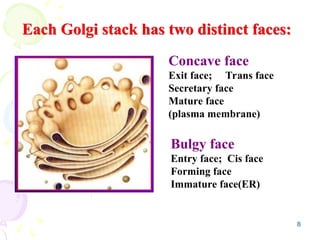 8
Each Golgi stack has two distinct faces:
Bulgy face
Entry face; Cis face
Forming face
Immature face(ER)
Concave face
Exit face; Trans face
Secretary face
Mature face
(plasma membrane)
 