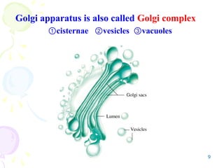 9
Golgi apparatus is also called Golgi complex
①cisternae vesicles vacuoles
② ③
 