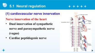 Comprehensive Overview of Cardiovascular Physiology and Regulation ...