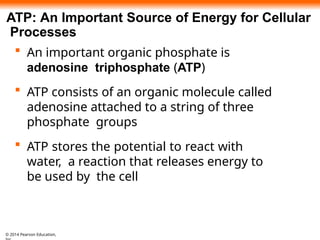 chapter 4 Carbon and the Molecular Diversity of Life.pptx
