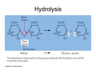 Hydrolysis
 