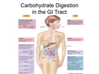Carbohydrate Digestion
in the GI Tract
 