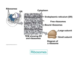 Chapter 4 cell & tissues (1) [compatibility mode] | PDF