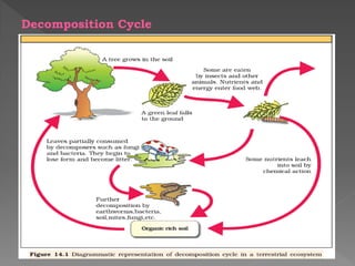 chapter 4-energy flow through ecosystem (2) (1).pdf