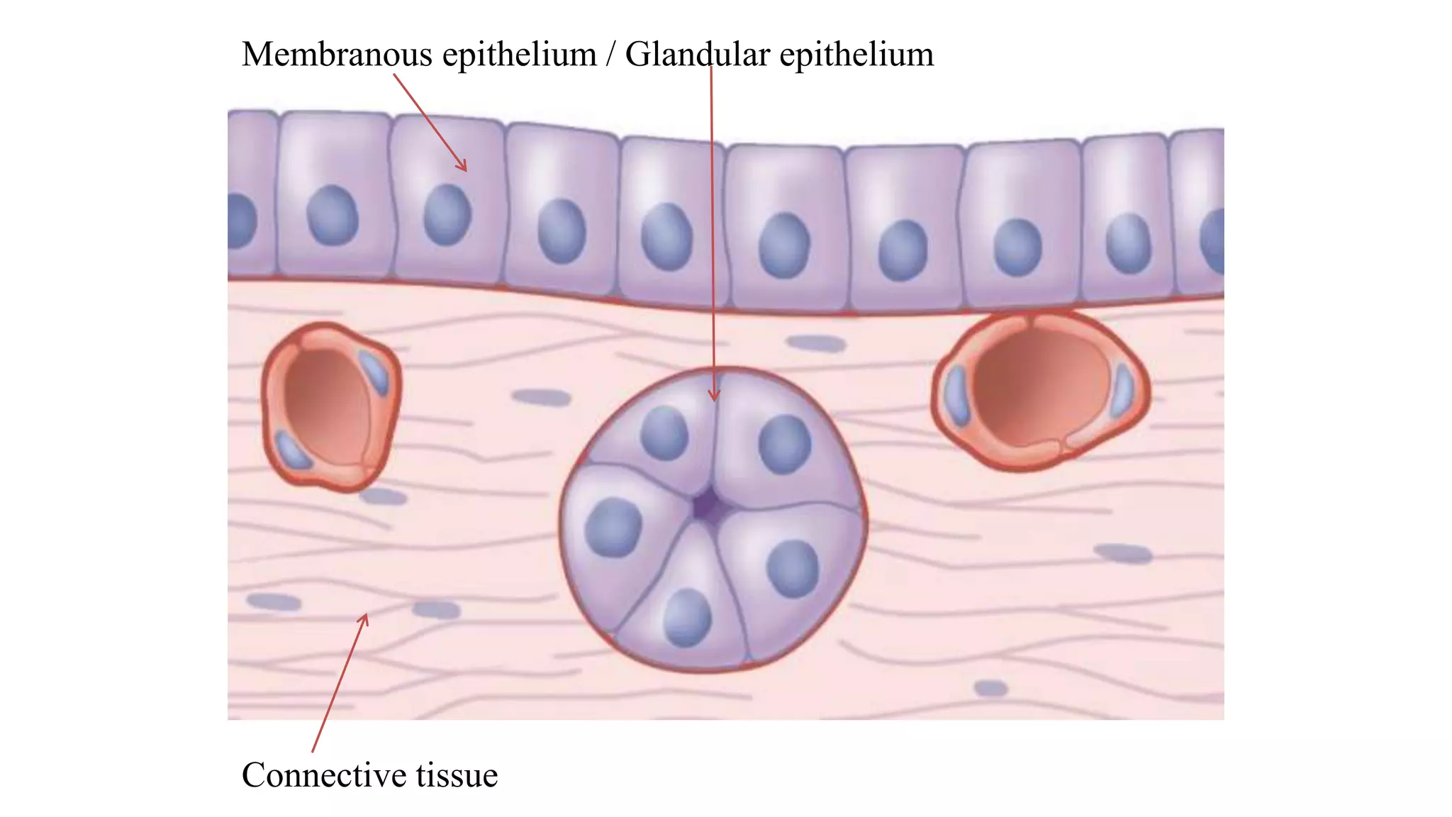 Epithelial Tissue Histology | PPTX