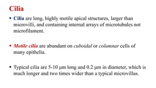 Cilia
 Cilia are long, highly motile apical structures, larger than
microvilli, and containing internal arrays of microtubules not
microfilament.
 Motile cilia are abundant on cuboidal or columnar cells of
many epithelia.
 Typical cilia are 5-10 μm long and 0.2 μm in diameter, which is
much longer and two times wider than a typical microvillus.
 