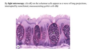 By light microscopy cilia (C) on the columnar cells appear as a wave of long projections,
interrupted by nonciliated, mucussecreting goblet cells (G)
 