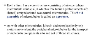  Each cilium has a core structure consisting of nine peripheral
microtubule doublets (in which a few tubulin protofilaments are
shared) arrayed around two central microtubules. This 9 + 2
assembly of microtubules is called an axoneme.
 As with other microtubules, kinesin and cytoplasmic dynein
motors move along the peripheral microtubules for the transport
of molecular components into and out of these structures.
 