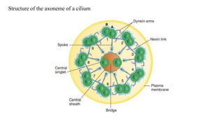 Structure of the axoneme of a cilium
 