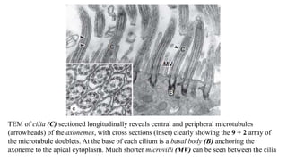 TEM of cilia (C) sectioned longitudinally reveals central and peripheral microtubules
(arrowheads) of the axonemes, with cross sections (inset) clearly showing the 9 + 2 array of
the microtubule doublets. At the base of each cilium is a basal body (B) anchoring the
axoneme to the apical cytoplasm. Much shorter microvilli (MV) can be seen between the cilia
 