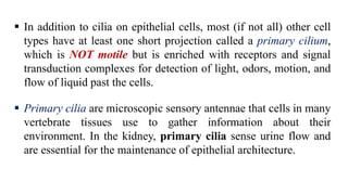  In addition to cilia on epithelial cells, most (if not all) other cell
types have at least one short projection called a primary cilium,
which is NOT motile but is enriched with receptors and signal
transduction complexes for detection of light, odors, motion, and
flow of liquid past the cells.
 Primary cilia are microscopic sensory antennae that cells in many
vertebrate tissues use to gather information about their
environment. In the kidney, primary cilia sense urine flow and
are essential for the maintenance of epithelial architecture.
 