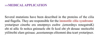 ›››MEDICALAPPLICATION
Several mutations have been described in the proteins of the cilia
and flagella. They are responsible for the immotile cilia syndrome
renegatraK(
,)emordnys
esohw
smotpmys
era
cinorhc
yrotaripser
snoitcefni
desuac
yb
eht
kcal
fo
eht
gnisnaelc
noitca
fo
ailic
ni
eht
yrotaripser
tcart
dna
elitommi
,aozotamreps
gnisuac
elam
ytilitrefni .
 