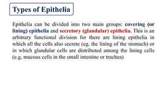 Types of Epithelia
Epithelia can be divided into two main groups: covering (or
lining) epithelia and secretory (glandular) epithelia. This is an
arbitrary functional division for there are lining epithelia in
which all the cells also secrete (eg, the lining of the stomach) or
in which glandular cells are distributed among the lining cells
(e.g, mucous cells in the small intestine or trachea)
 