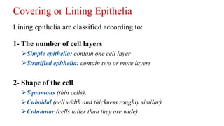 Covering or Lining Epithelia
Lining epithelia are classified according to:
1- The number of cell layers
Simple epithelia: contain one cell layer
Stratified epithelia: contain two or more layers
2- Shape of the cell
Squamous (thin cells),
Cuboidal (cell width and thickness roughly similar)
Columnar (cells taller than they are wide)
 
