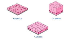 Squamous
Cuboidal
Columnar
 