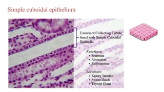 Simple cuboidal epithelium
 
