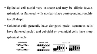  Epithelial cell nuclei vary in shape and may be elliptic (oval),
spherical, or flattened, with nuclear shape corresponding roughly
to cell shape.
 Columnar cells generally have elongated nuclei, squamous cells
have flattened nuclei, and cuboidal or pyramidal cells have more
spherical nuclei.
 